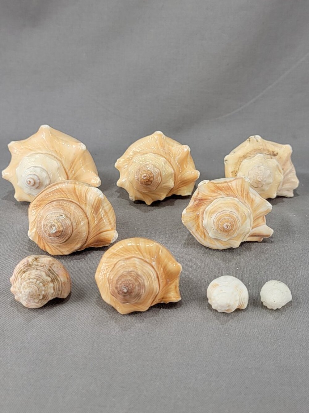 Vole Nutmeg Conch Shell Seashell Mixed Lot of 9 Coastal Ocean Decor Crafts